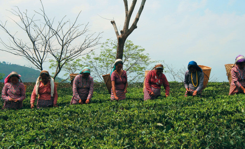 Darjeeling - Le Champagne des Thés : Histoire, Secrets et Légendes d’un Terroir Unique