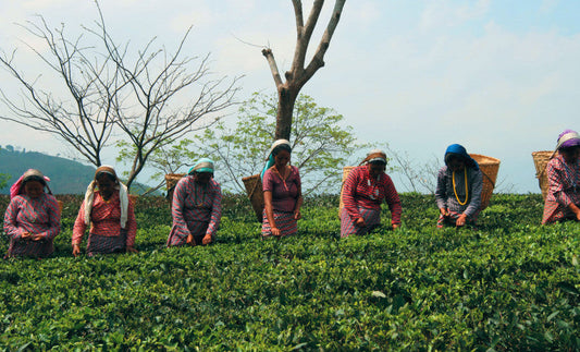 Darjeeling - Le Champagne des Thés : Histoire, Secrets et Légendes d’un Terroir Unique