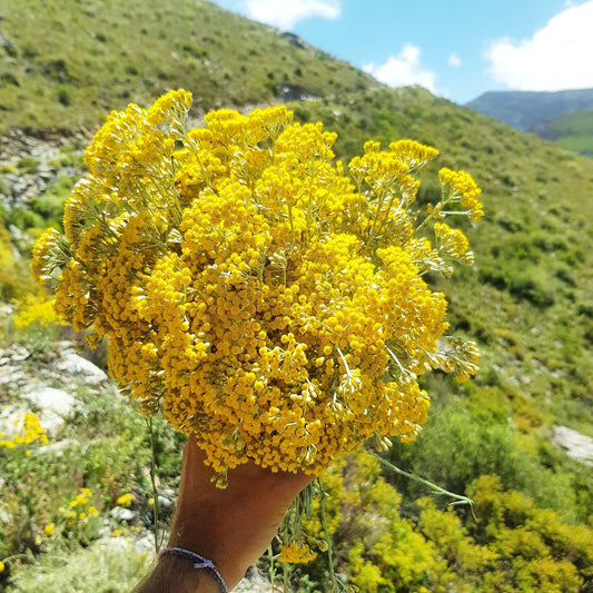 Immortelle de Corse