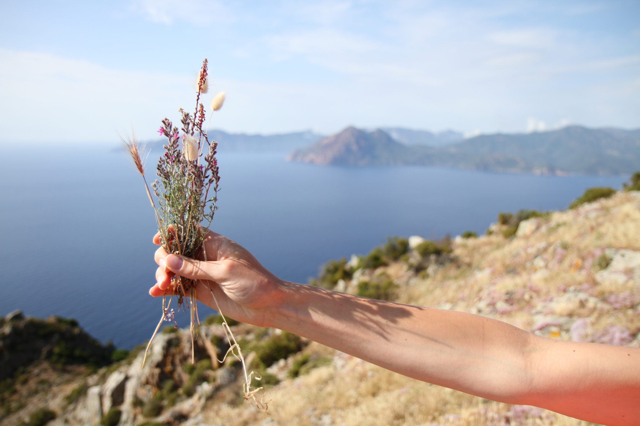 herbes-corse pour thé 
